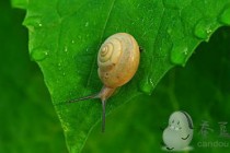 蜗牛爬过的地方往往会有一条黏液它有啥用:蚂蚁庄园10.23答案(蜗牛爬过的地方往往)