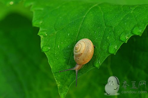 蜗牛爬过的地方往往会有一条黏液它有啥用:蚂蚁庄园10.23答案