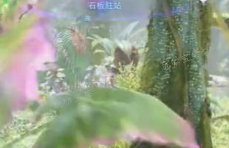 阿凡达潘多拉边境石板驻站在哪里？(阿凡达潘多拉边境配置)