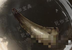 《古龙风云录》犀角介绍(古代风云录简介)