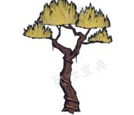 《饥荒海难》丛林树作用介绍(饥荒联机版丛林树在哪)