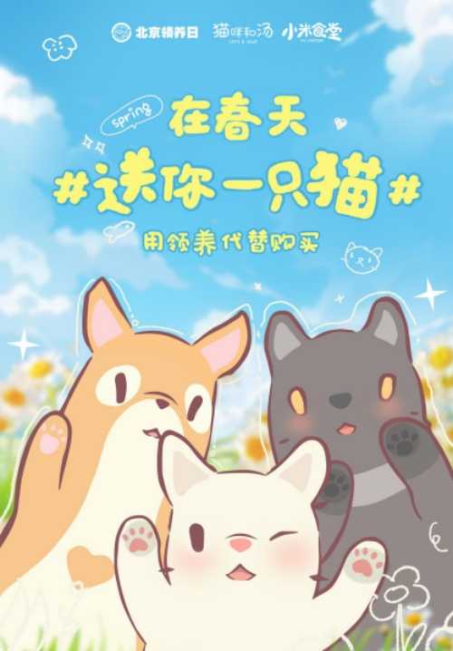 猫咪和汤×北京领养日×小米食堂 送你一只猫(猫咪和汤)